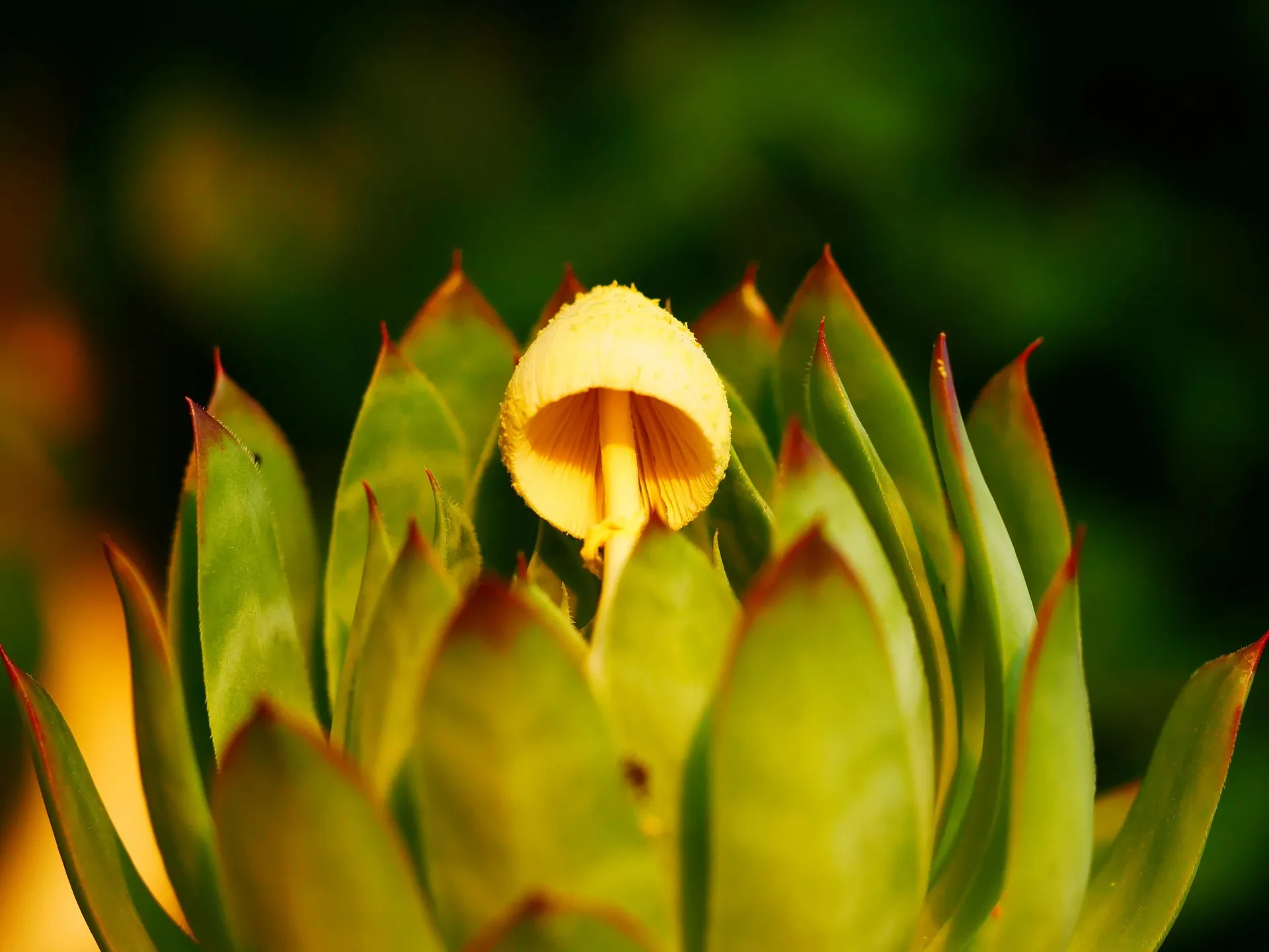 Petit champignon jaune poussant au cœur d'une rosette de succulente