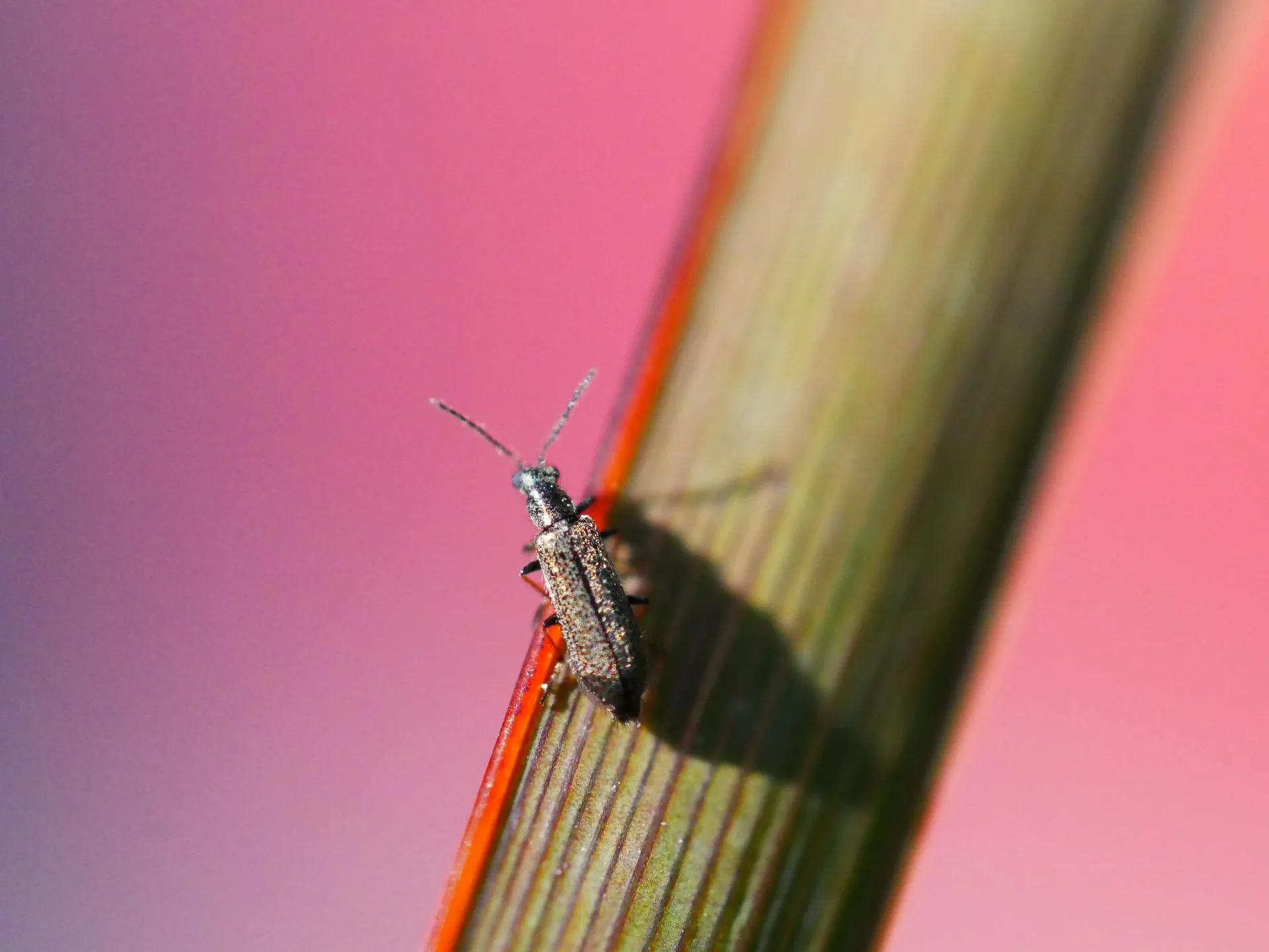 Macro d'un petit coléoptère gris sur une tige rouge de libellule avec fond rose