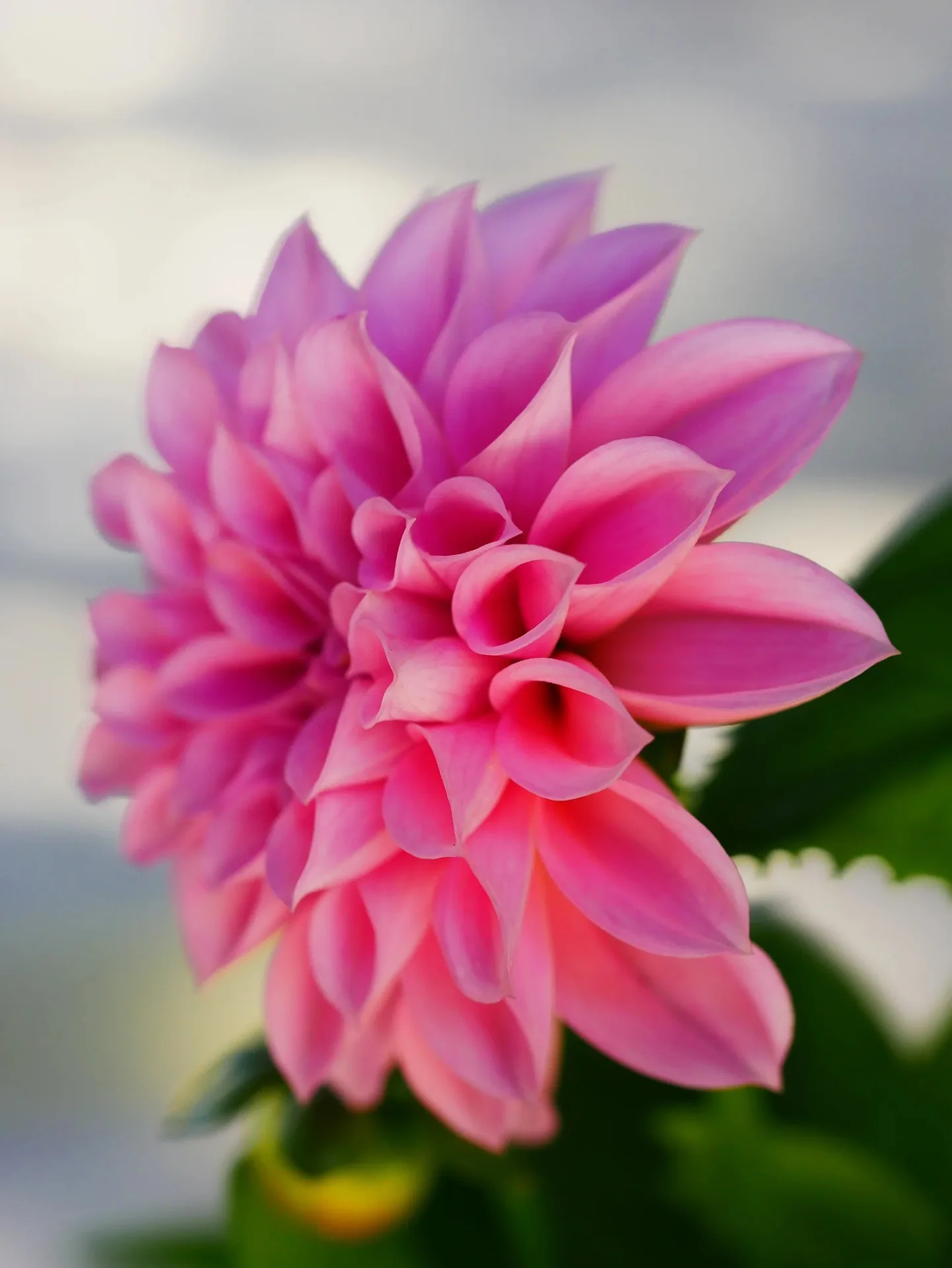 Macro d'un dahlia rose fuchsia aux pétales enroulés sur fond de ciel gris
