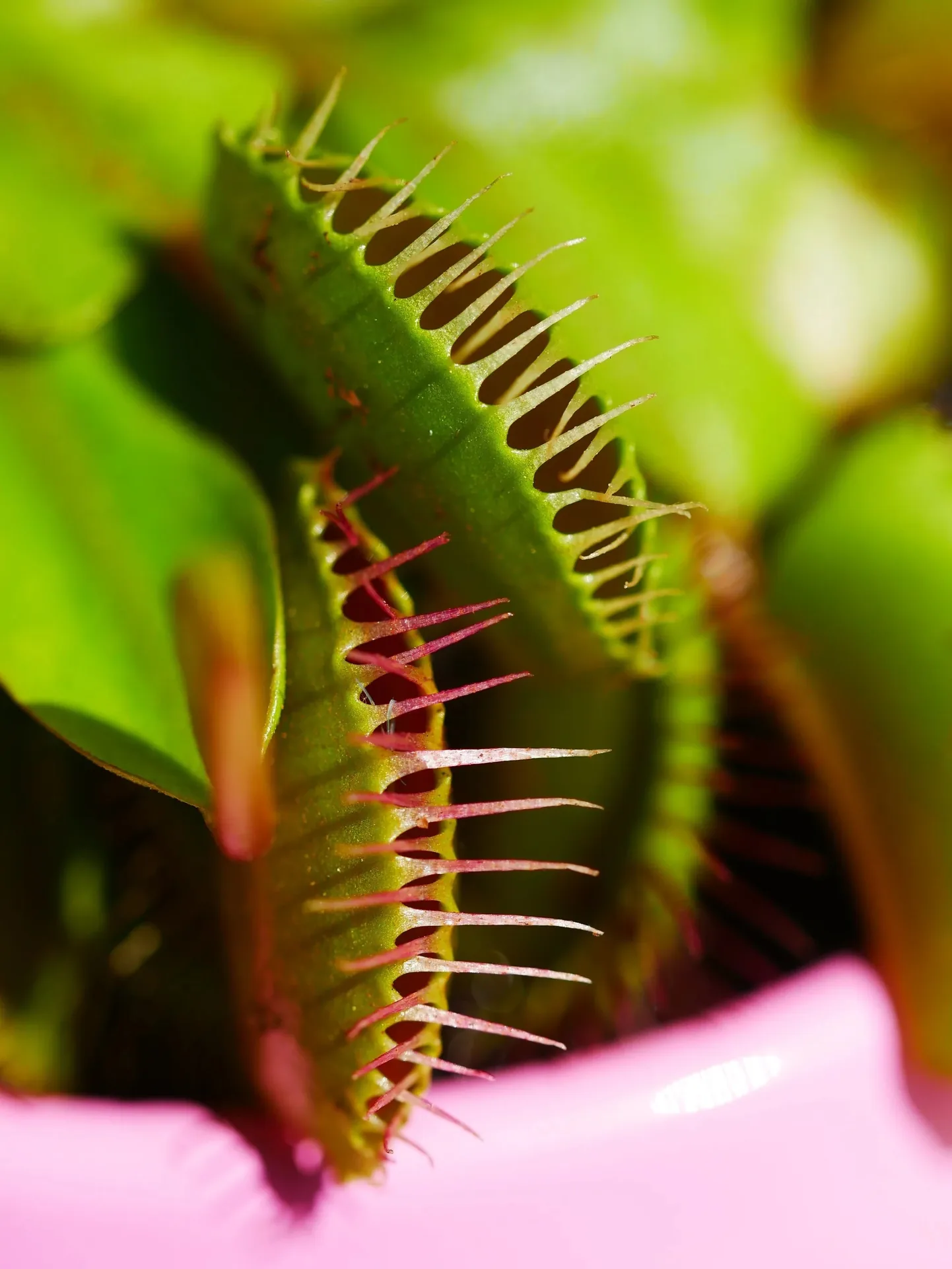 Macro d'une dionée attrape-mouche avec piège ouvert et cils sur fond vert