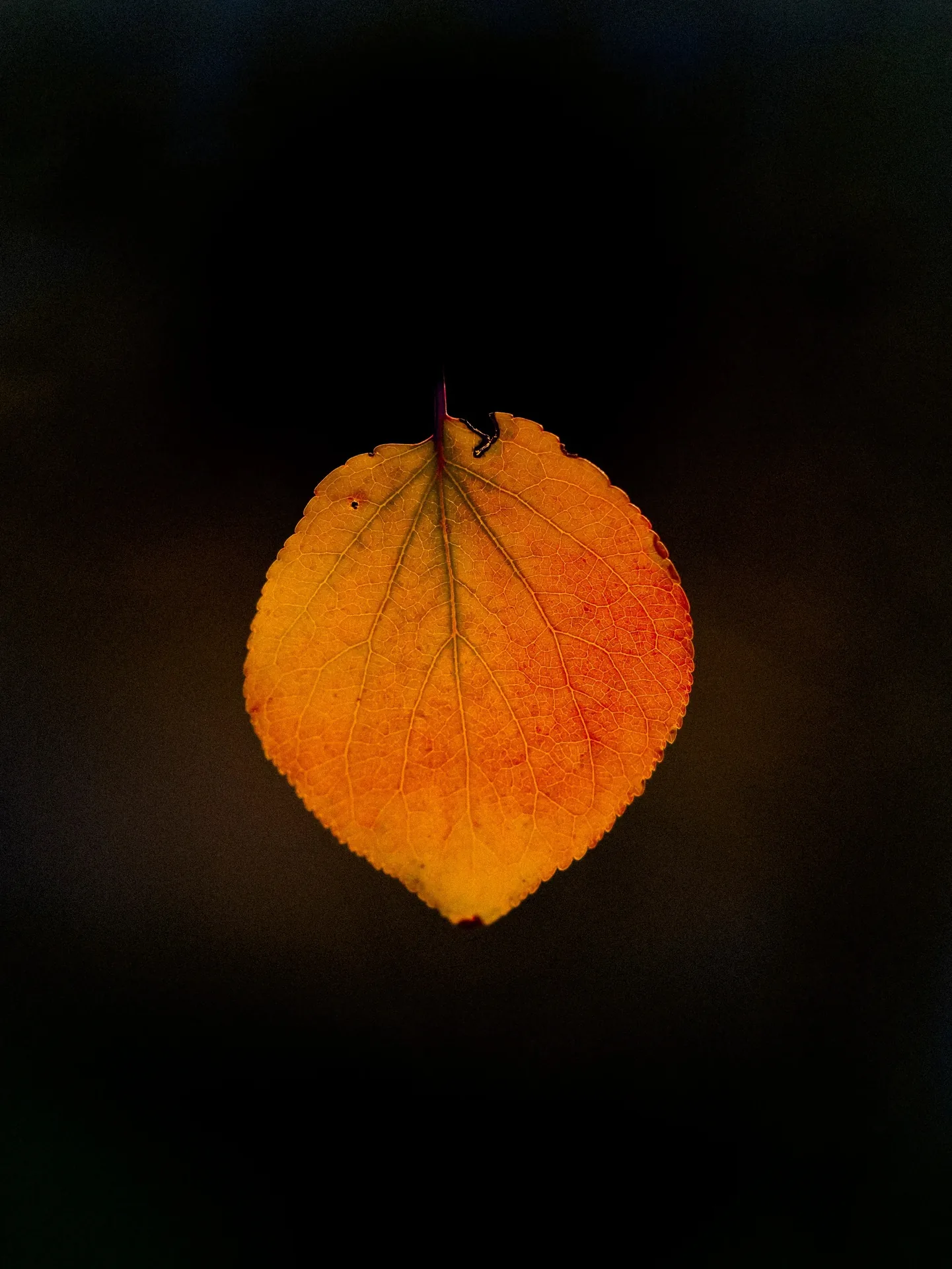 Macro d'une feuille d'automne orange sur fond noir
