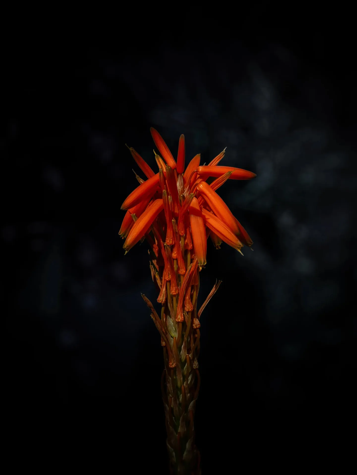 Fleur