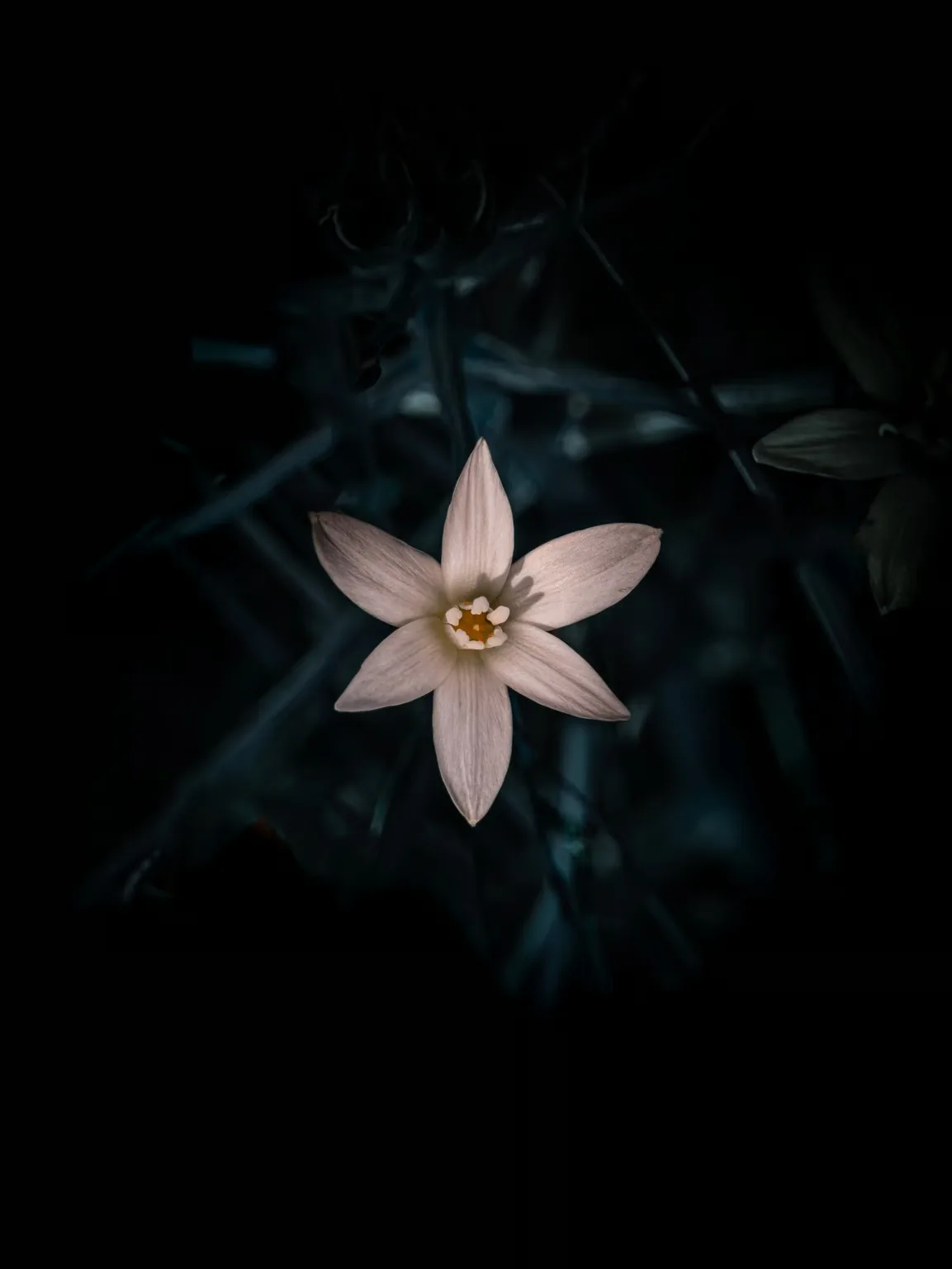 Macro d'une fleur blanche en étoile sur fond noir