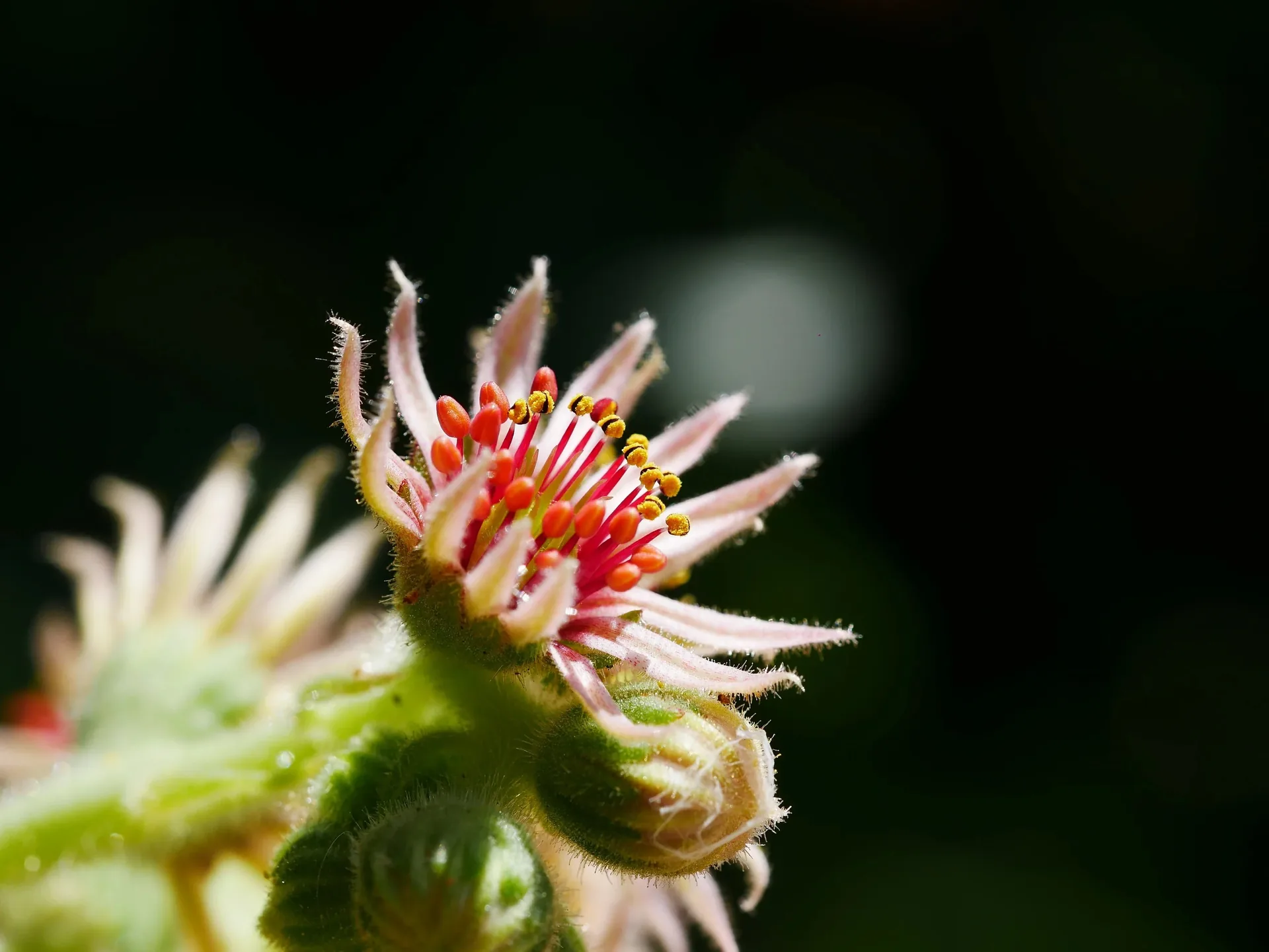 Macro d'une fleur de joubarbe avec étamines orange et rouge sur fond sombre