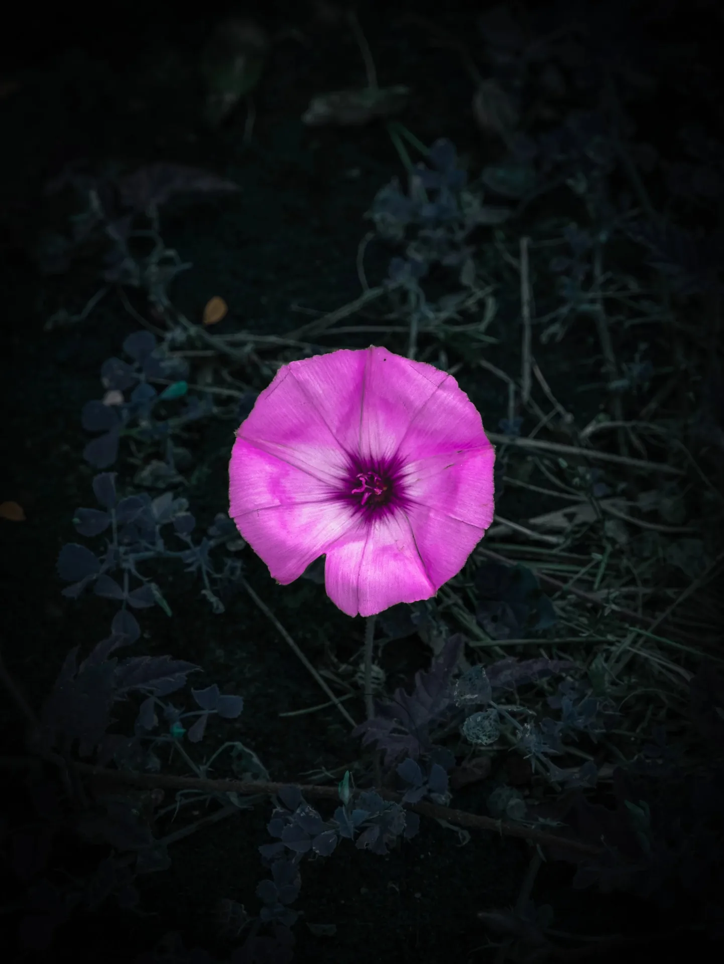 Macro d'une fleur rose-violette de liseron sur fond sombre