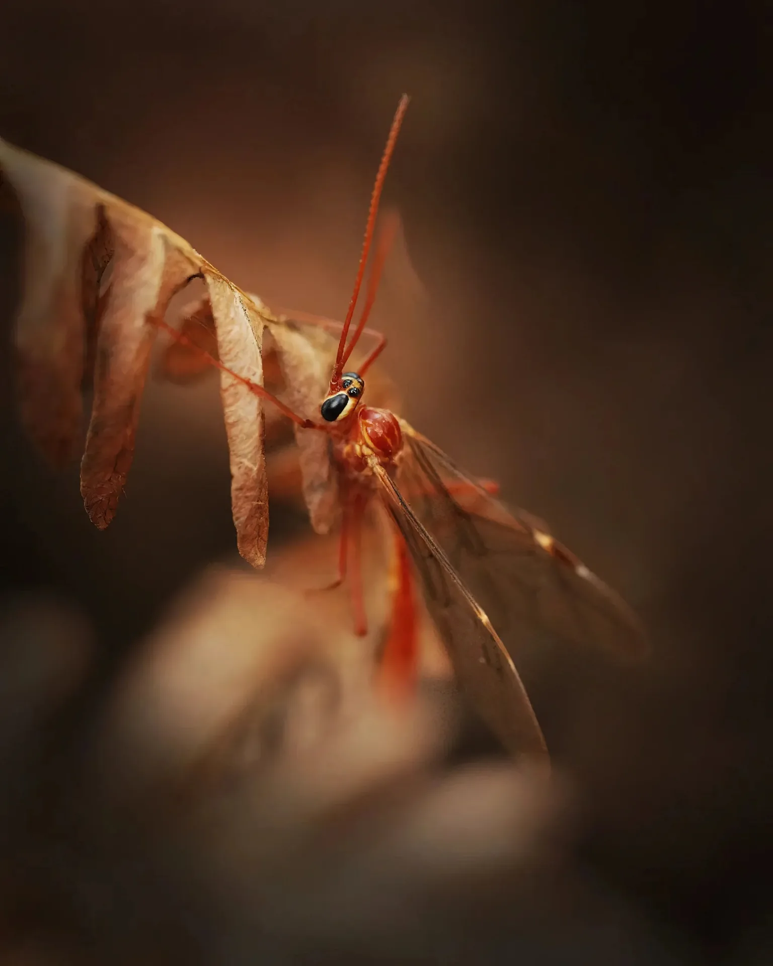 Macro d'un insecte ichneumon rouge sur feuille sèche avec fond brun