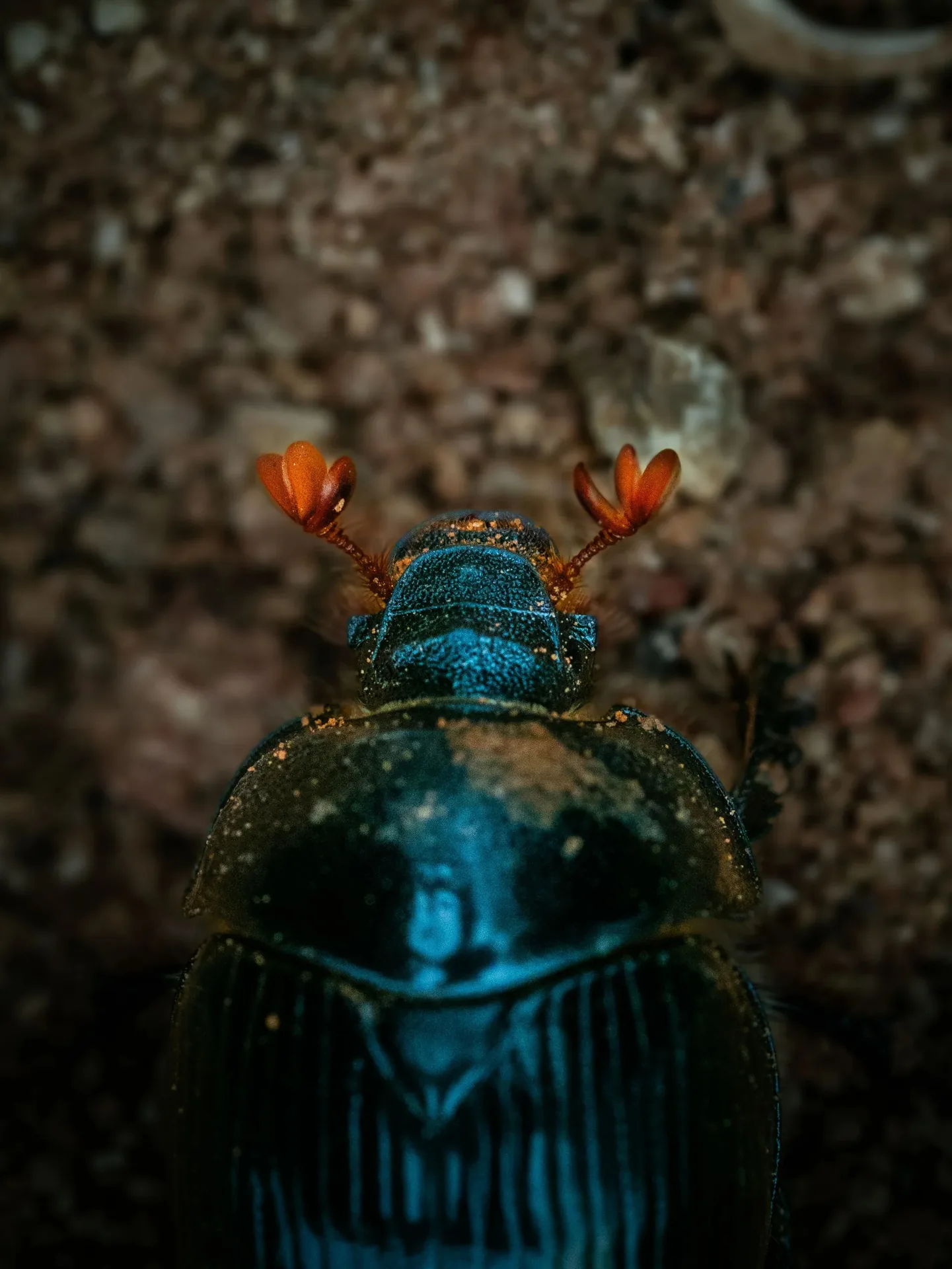 Macro d'un scarabée bleu métallique vu de dessus sur sol rocailleux