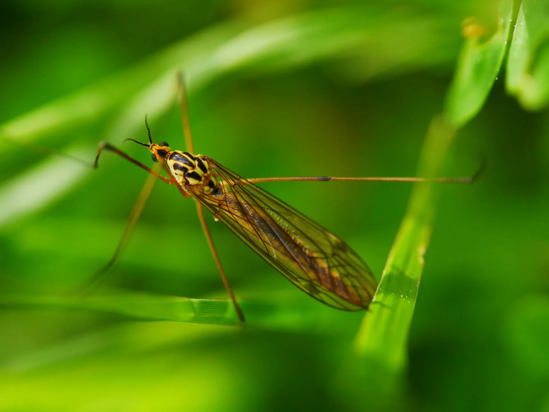 Macro d'une tipule jaune et noire posée sur une herbe verte avec fond bokeh