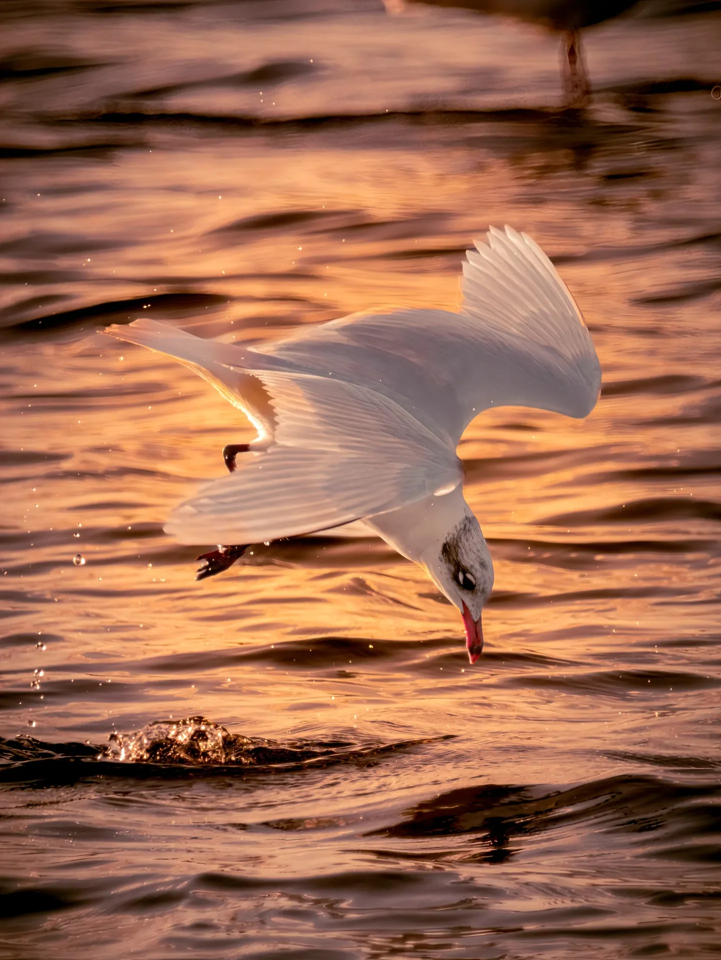 Mouette plongeant sur l'eau dorée au coucher du soleil