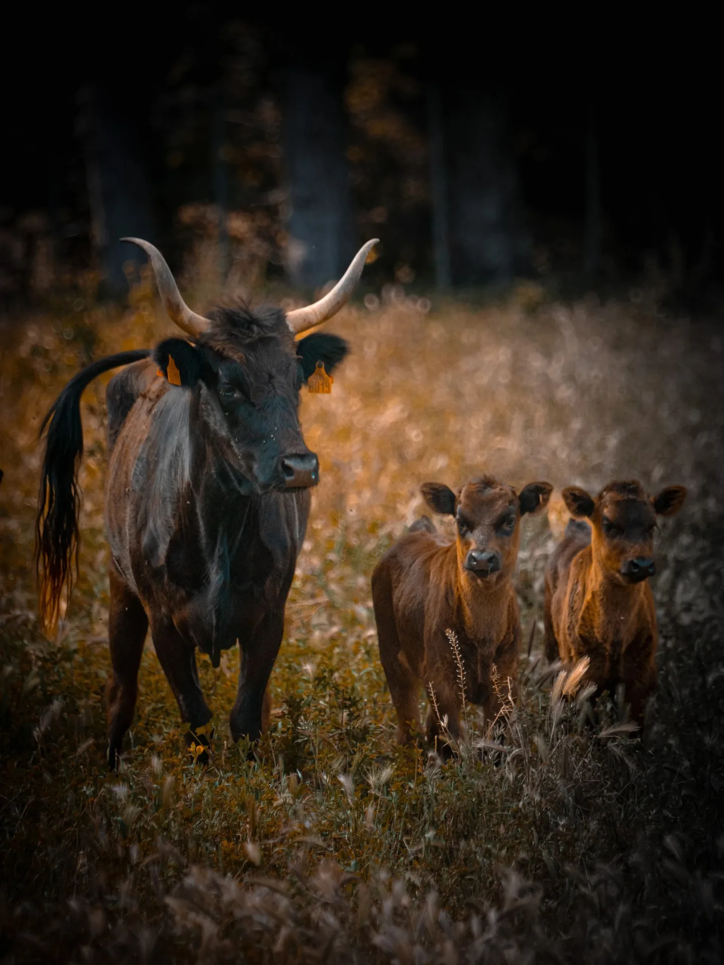 Vache noire à cornes avec ses deux veaux en lumière dorée en forêt