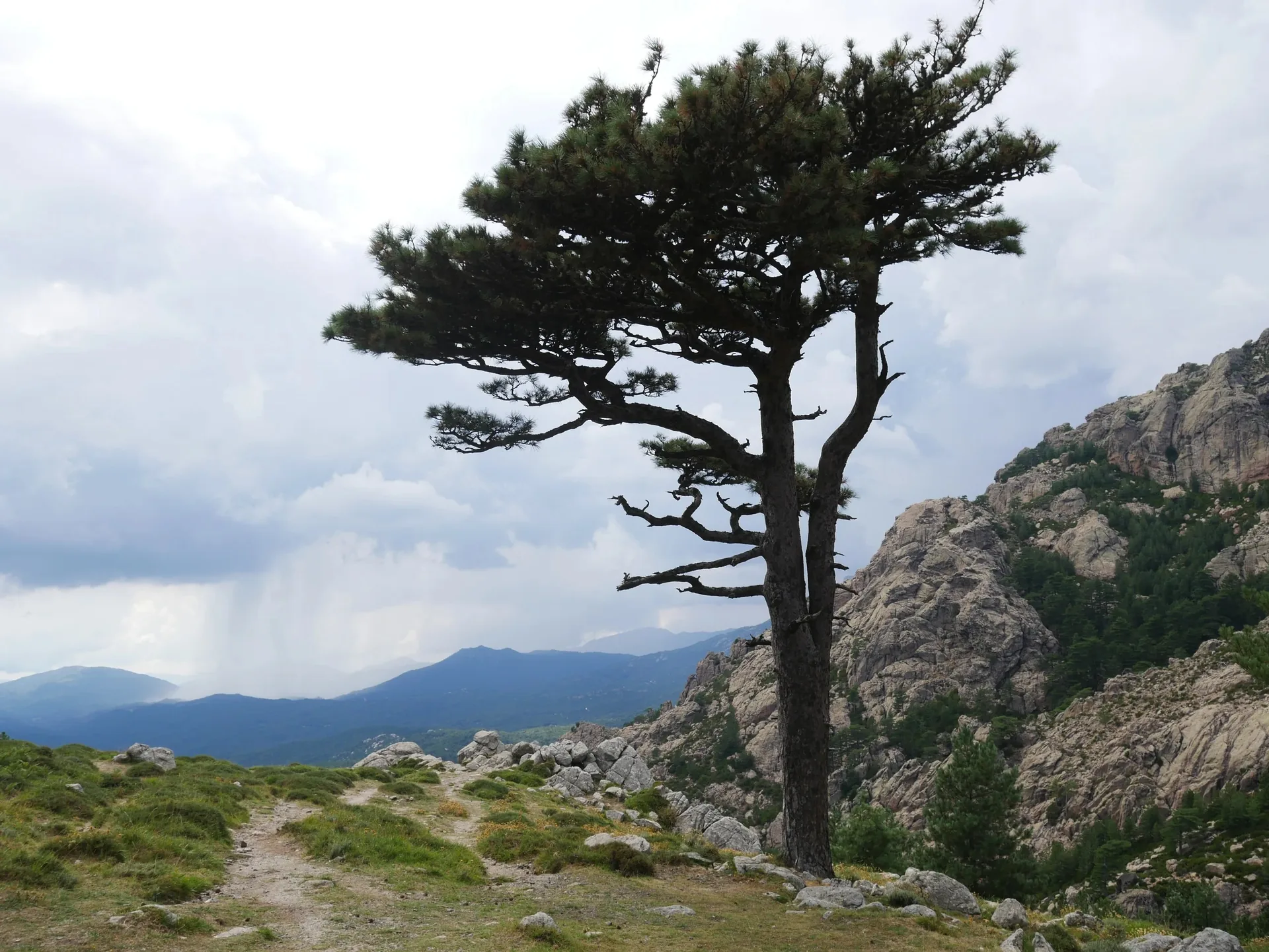 Pin sylvestre solitaire sur sentier de montagne en Corse avec aiguilles de granit