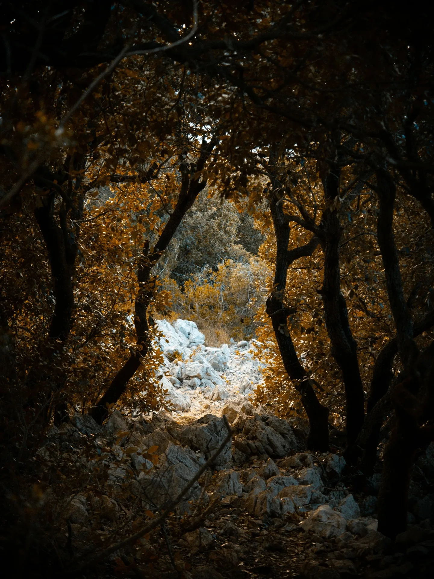 Forêt sombre avec rochers calcaires blancs éclairés en son cœur
