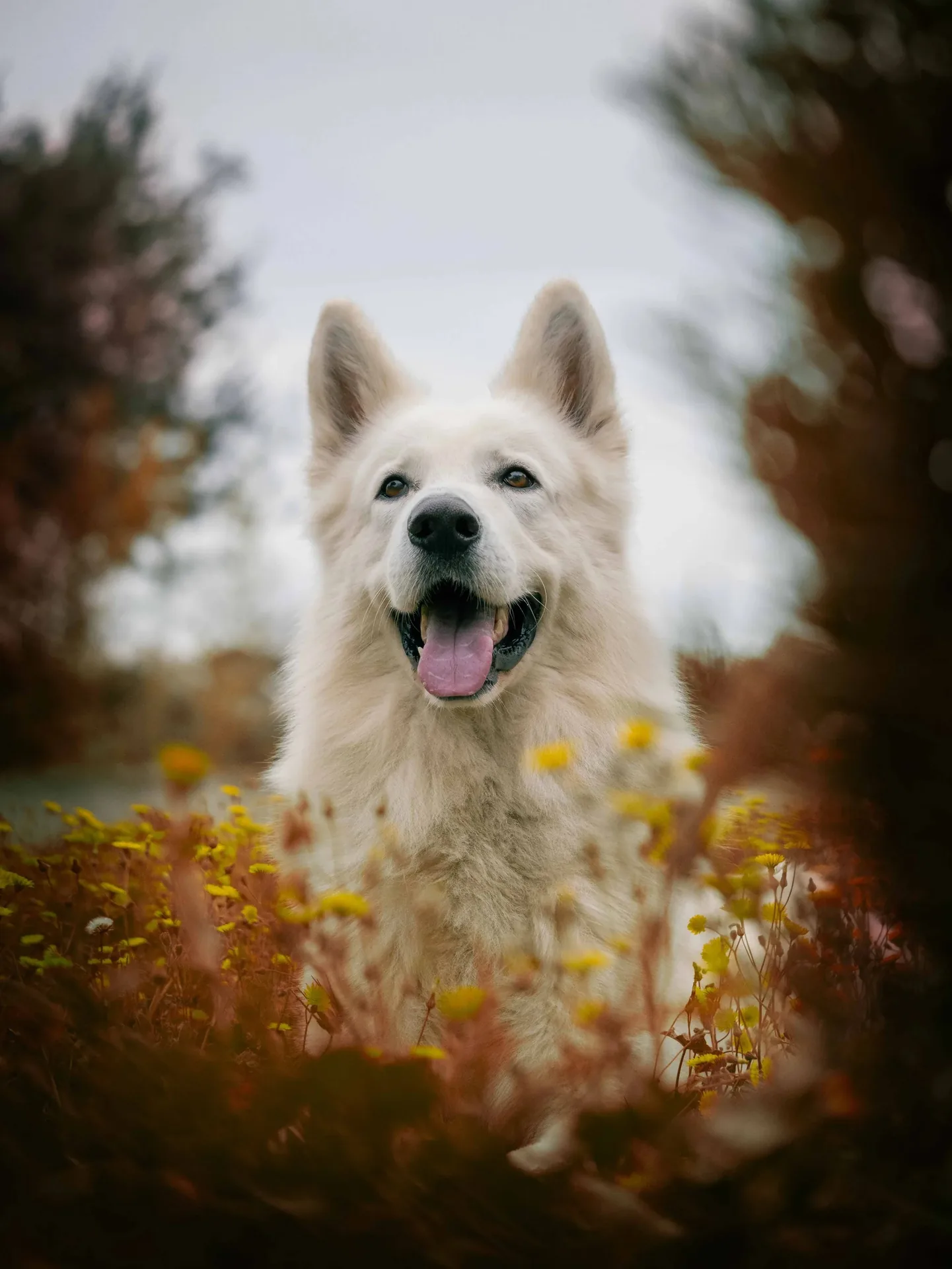 Portrait d'un berger blanc suisse souriant entouré de fleurs en automne
