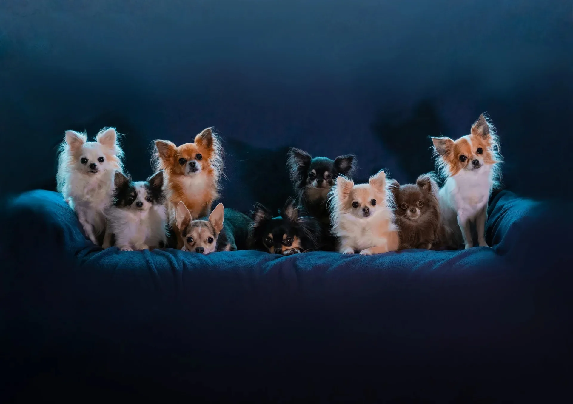 Portrait de deux chihuahuas en studio sur fond bleu