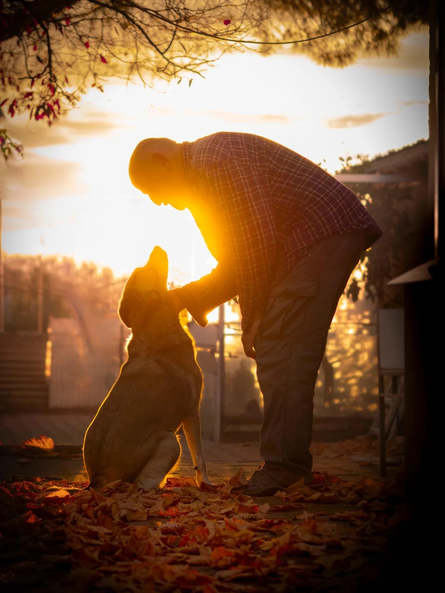 Silhouette d'un homme avec son chien berger au coucher du soleil en automne