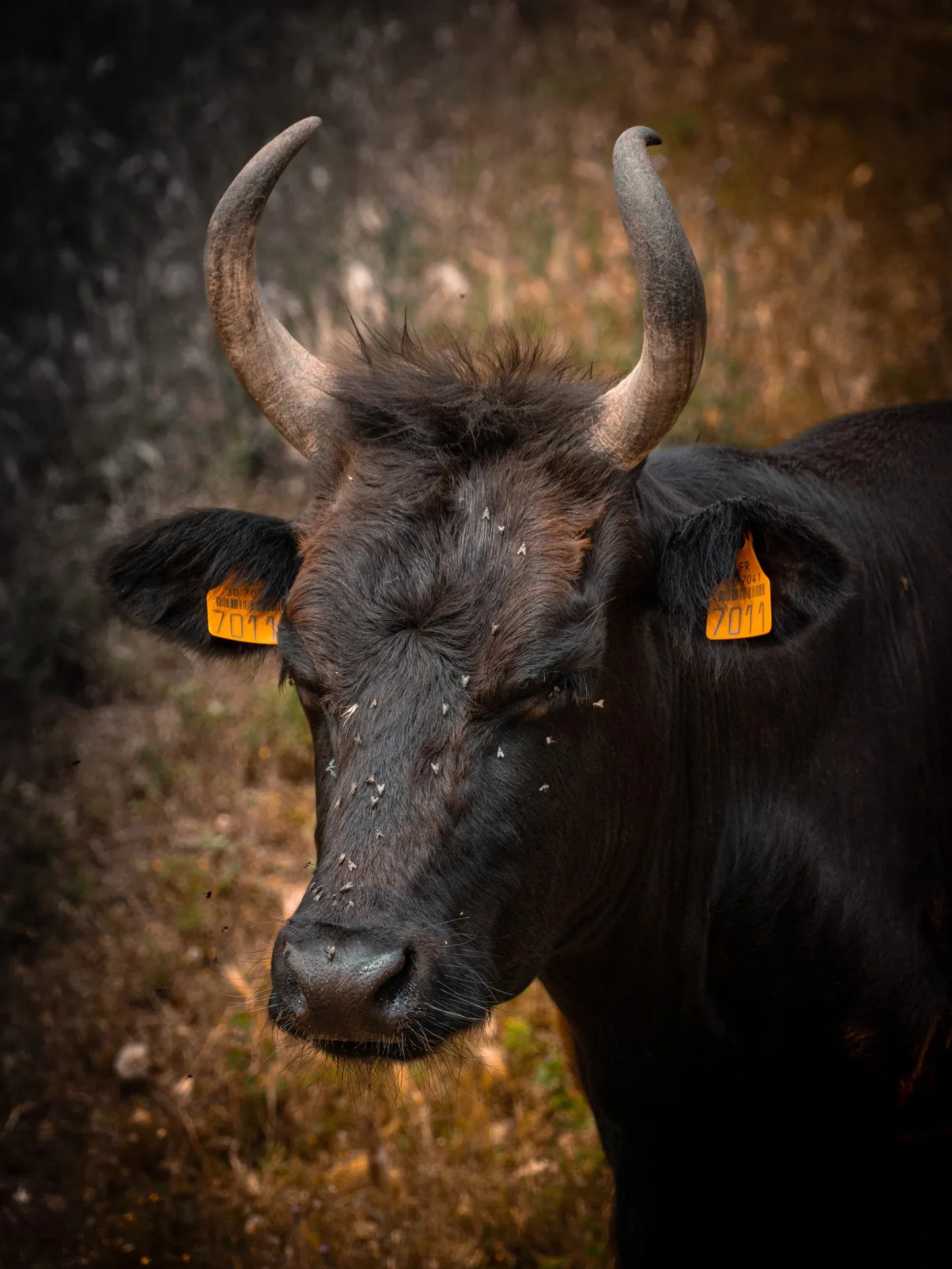 Portrait serré d'un taureau noir à cornes avec boucles d'identification